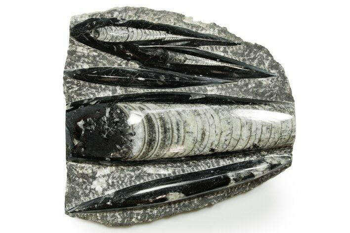 Polished Fossil Orthoceras (Cephalopod) Plate - Morocco #372653